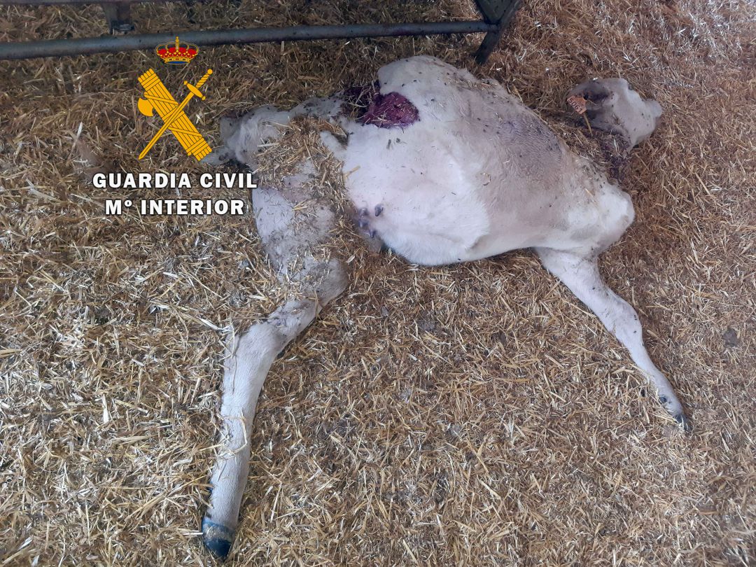 La Guardia Civil se encontró esta macabra situación en la finca de La Carolina La Guardia Civil se encontró esta macabra situación en la finca de La Carolina