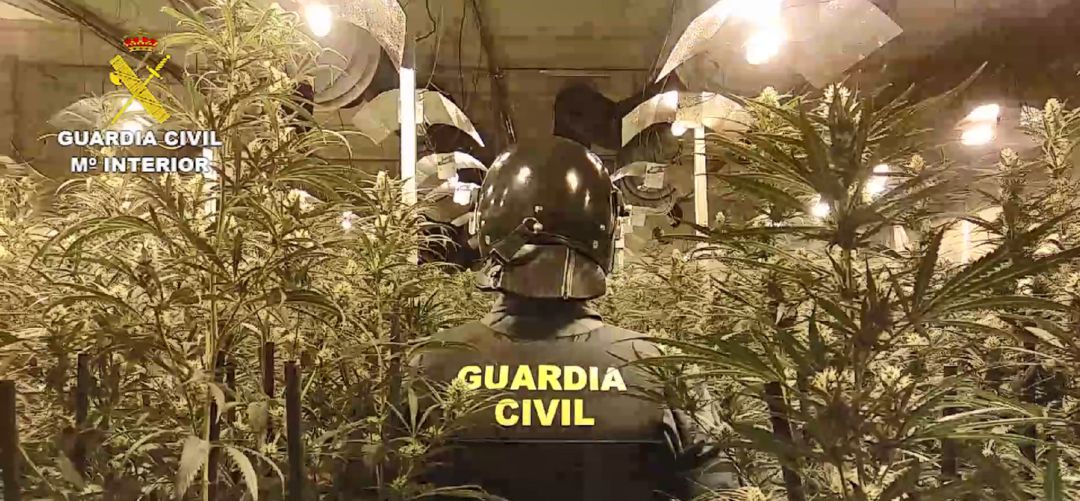 Imágenes de las plantas de marihuana incautadas Imágenes de las plantas de marihuana incautadas