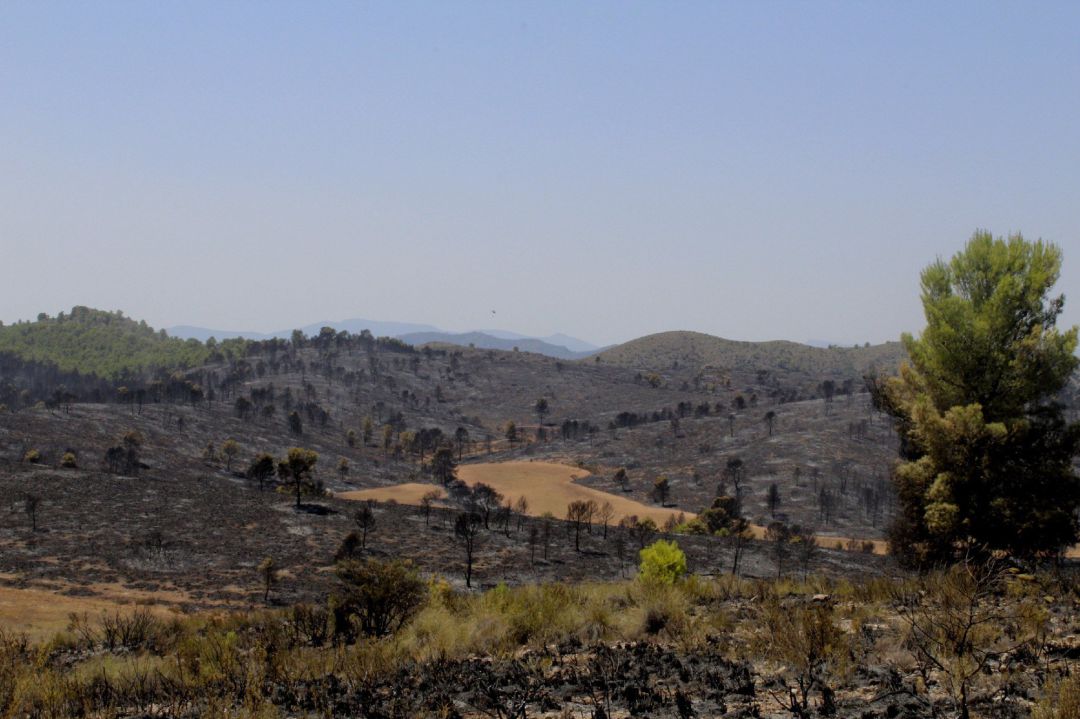 El incendio forestal que se ha declarado en Férez (Albacete) está afectando a una zona de alto valor ecológico El incendio forestal que se ha declarado en Férez (Albacete) está afectando a una zona de alto valor ecológico