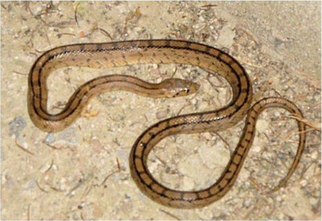 Imagen de archivo de una serpiente Imagen de archivo de una serpiente