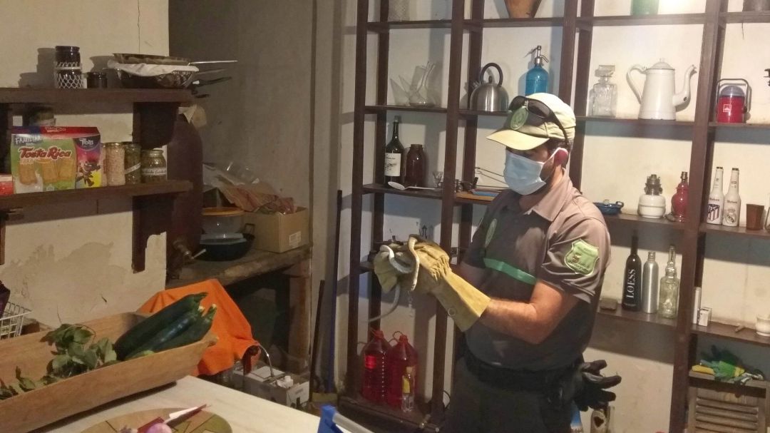 Capturan una culebra de escalera en una vivienda de Navafría Capturan una culebra de escalera en una vivienda de Navafría