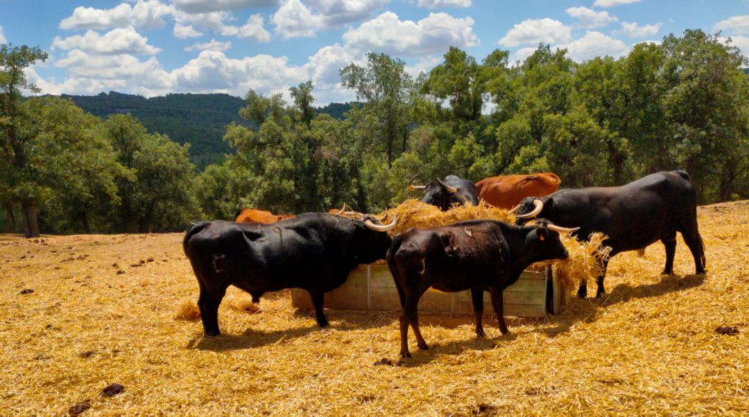 Toros bravos en la ganadería de Pedro Miota, en la Dehesa Boyal de Mariana (Cuenca). Toros bravos en la ganadería de Pedro Miota, en la Dehesa Boyal de Mariana (Cuenca).