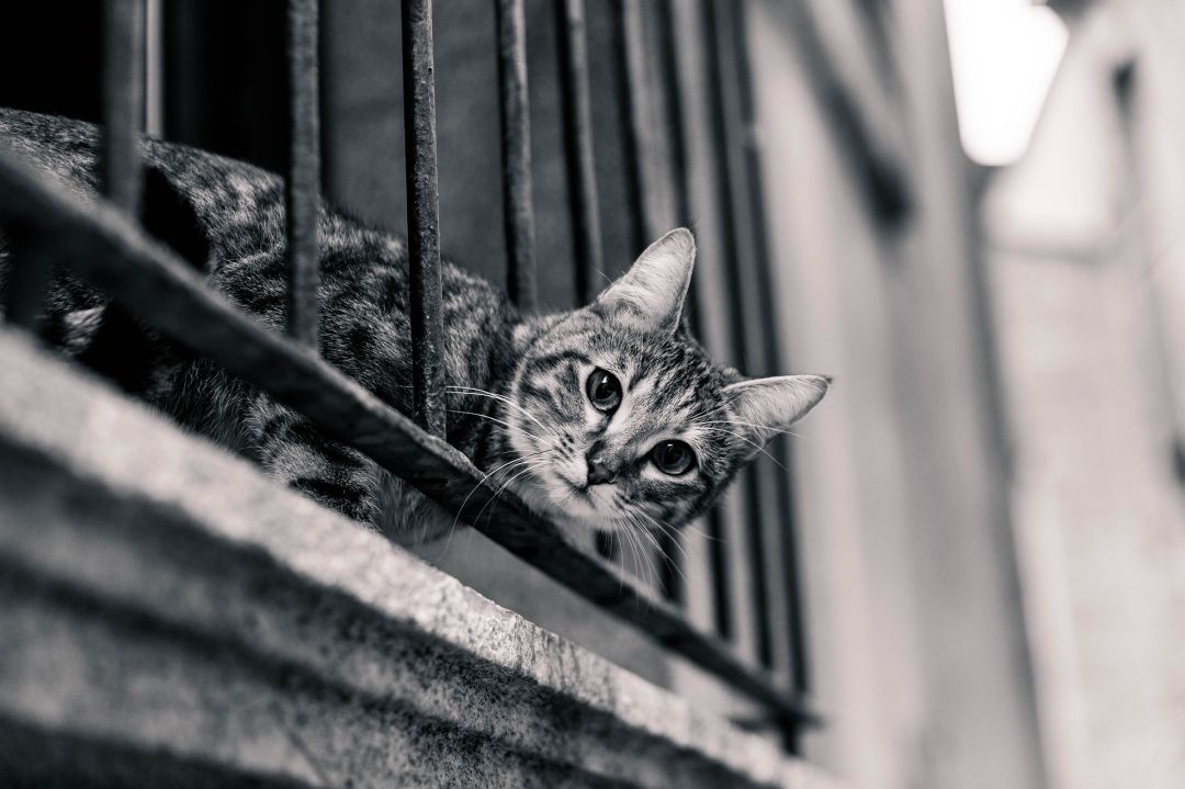 Gato desde el balcón Gato desde el balcón