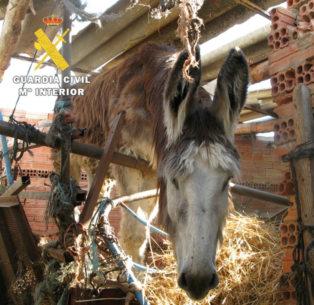 El dueño ha cedido la propiedad de los burros a una sociedad protectora El dueño ha cedido la propiedad de los burros a una sociedad protectora