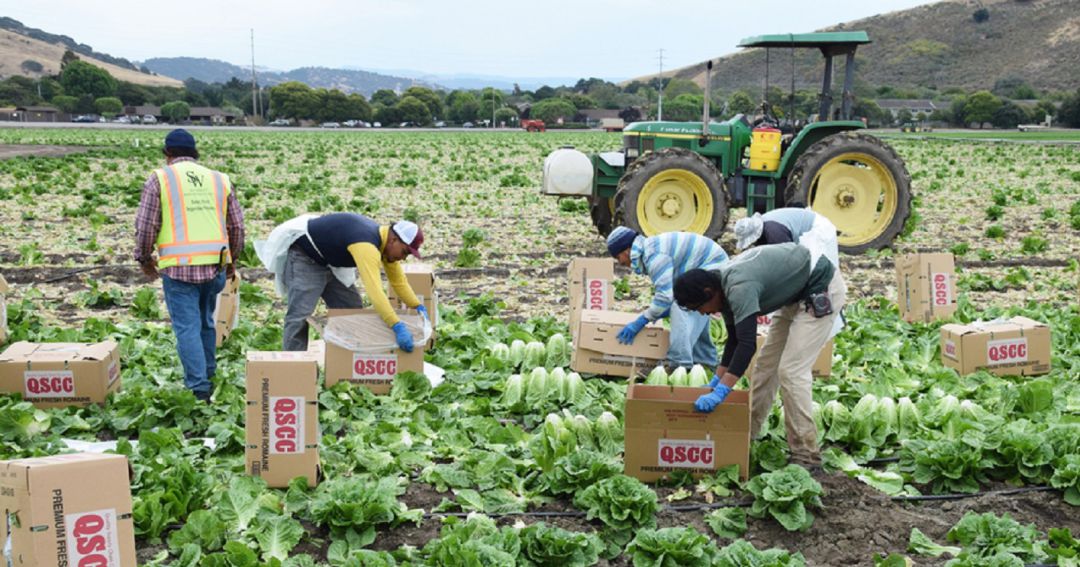 Un grupo de jornaleros trabaja en el campo Un grupo de jornaleros trabaja en el campo
