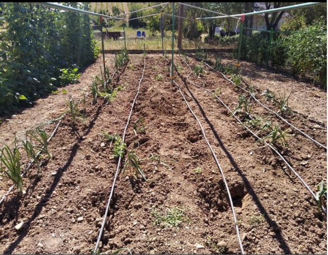 Daños ocasionados por el jabalí en un huerto Daños ocasionados por el jabalí en un huerto
