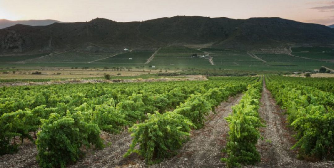 Panorámica de los viñedos de Bodegas Carchelo, en pleno parque natural de la sierra de El Carche Panorámica de los viñedos de Bodegas Carchelo, en pleno parque natural de la sierra de El Carche