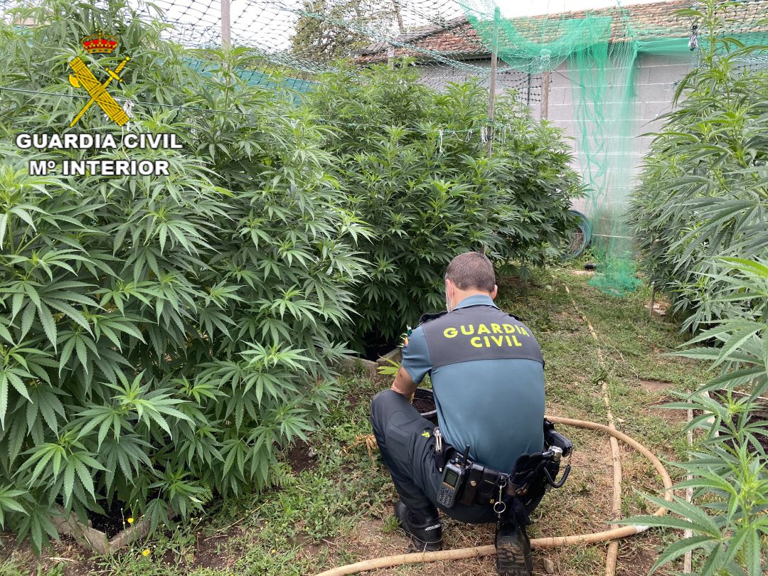 Cuatro Detenidos Por Cultivar Marihuana En Barro Y Rodeiro Radio