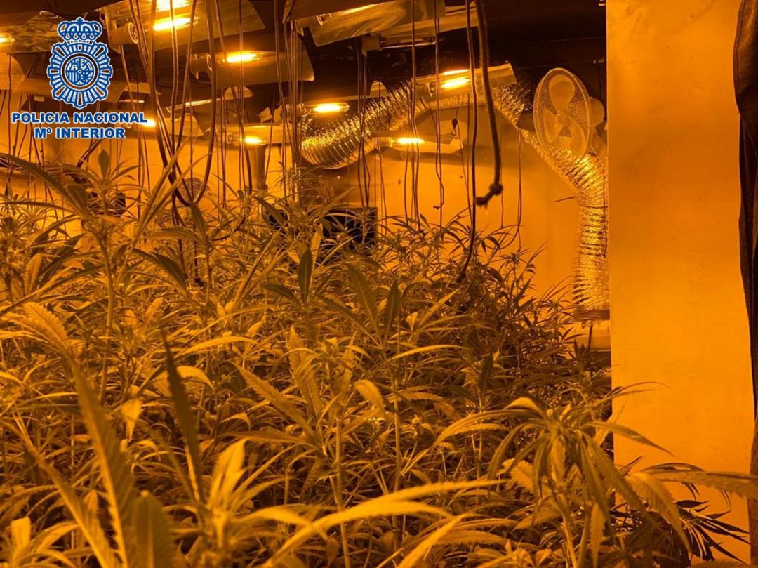 Incautación de plantación de marihuana indoor en la capital cordobesa Incautación de plantación de marihuana indoor en la capital cordobesa