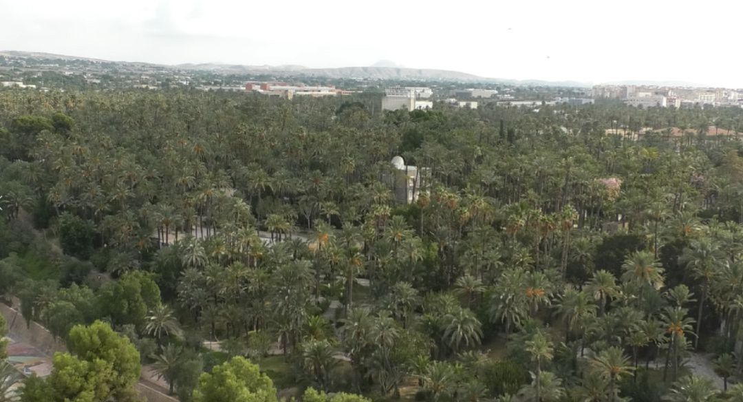 Palmeral de Elche Palmeral de Elche