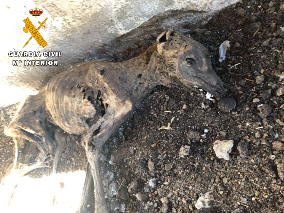 Solo uno de los galgos muertos llevaba un microchip para su identificación Solo uno de los galgos muertos llevaba un microchip para su identificación