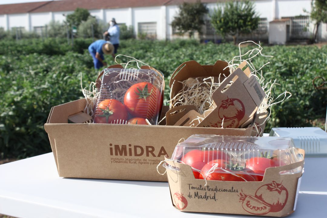 Variedades de tomates recuperados por el IMIDRA. Variedades de tomates recuperados por el IMIDRA.