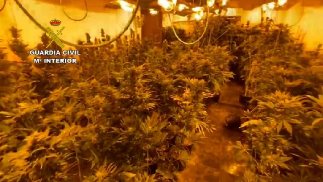 Laboratorio indoor de marihuana Laboratorio indoor de marihuana