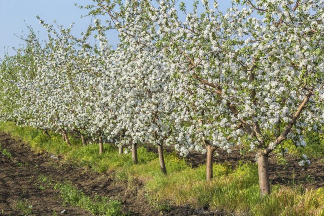 frutales frutales