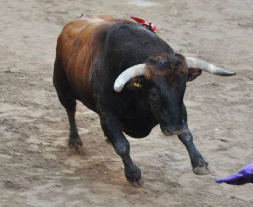 Los municipios que no han cancelado sus fiestas, a expensas de la crisis sanitaria para la celebración de actos taurinos. Los municipios que no han cancelado sus fiestas, a expensas de la crisis sanitaria para la celebración de actos taurinos.