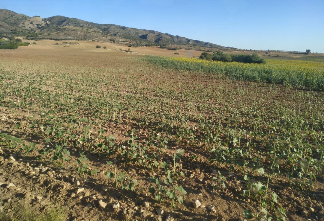 Los muflones devastan las parcelas de girasol, según los agricultores Los muflones devastan las parcelas de girasol, según los agricultores