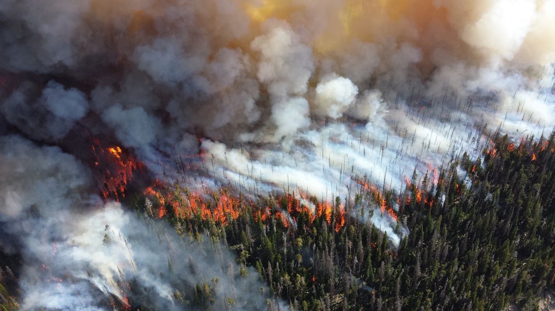 Incendio forestal. Incendio forestal.