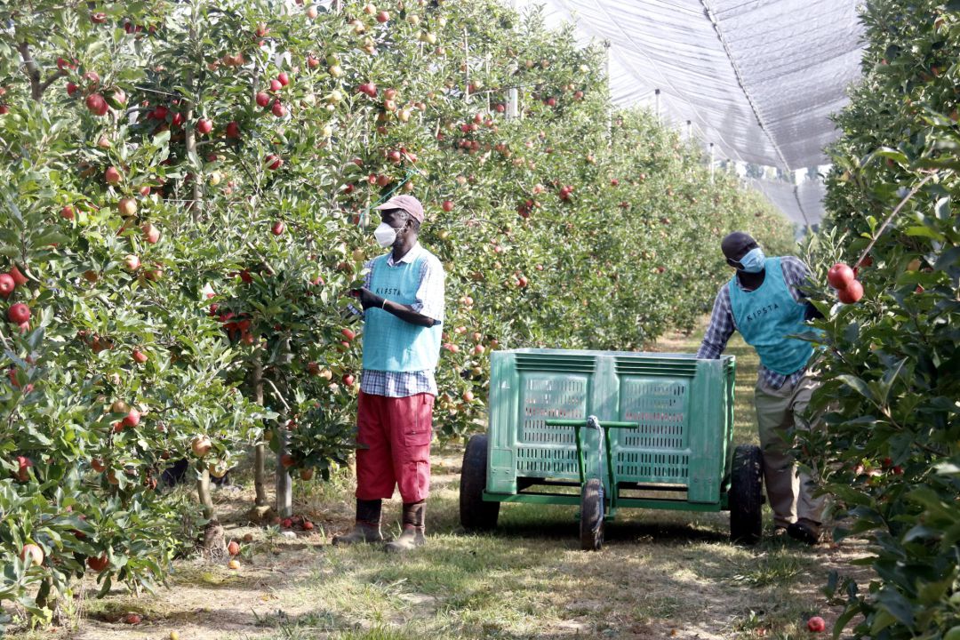 Treballadors recollint pomes en una finca de l'Armentera Treballadors recollint pomes en una finca de l'Armentera