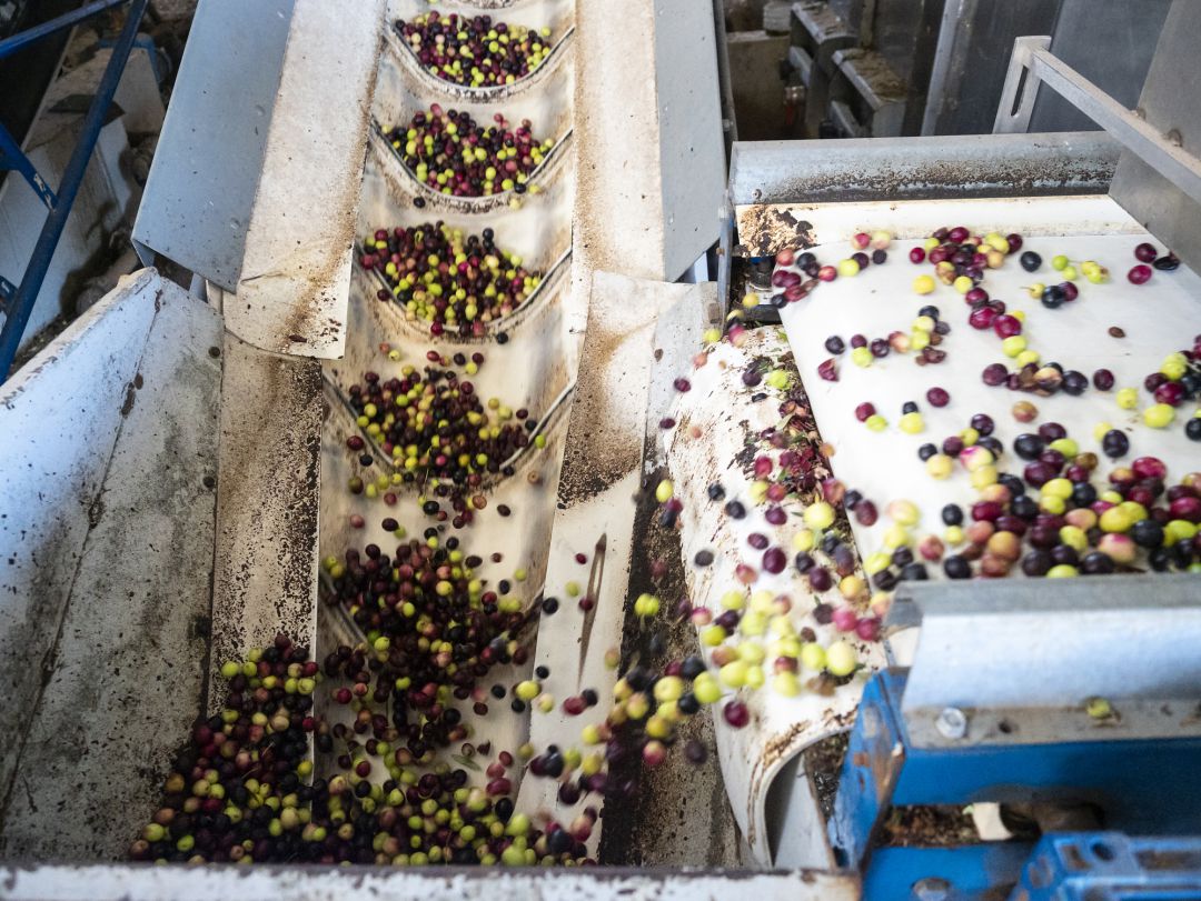 Producción de aceite de oliva en España. Producción de aceite de oliva en España.