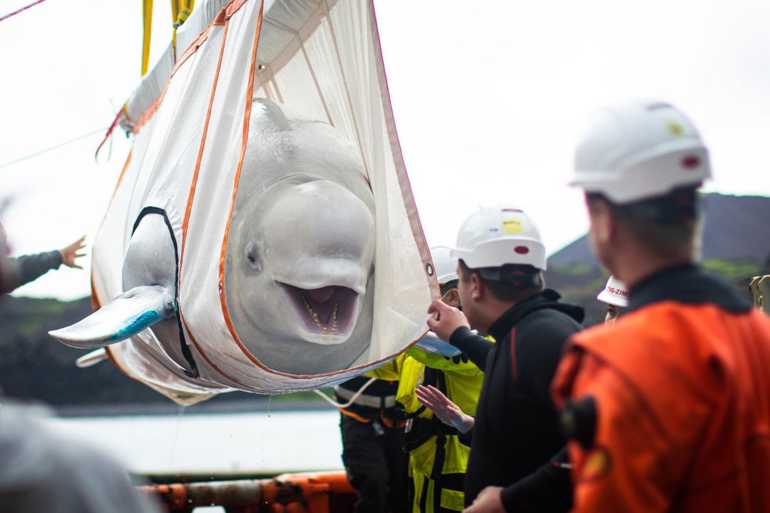 El traslado de una de las belugas. El traslado de una de las belugas.