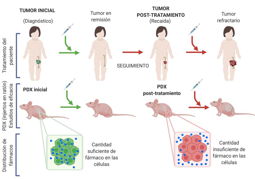 Reproducen en ratones, por primera vez en el mundo, un cáncer infantil en sus diferentes etapas para descubrir por qué se hace resistente a la medicación Reproducen en ratones, por primera vez en el mundo, un cáncer infantil en sus diferentes etapas para descubrir por qué se hace resistente a la medicación
