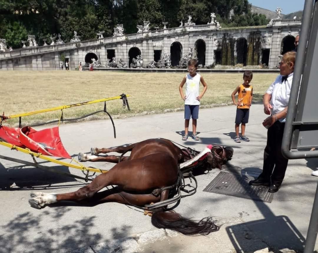 Un caballo muere por golpe de calor en Italia. Un caballo muere por golpe de calor en Italia.