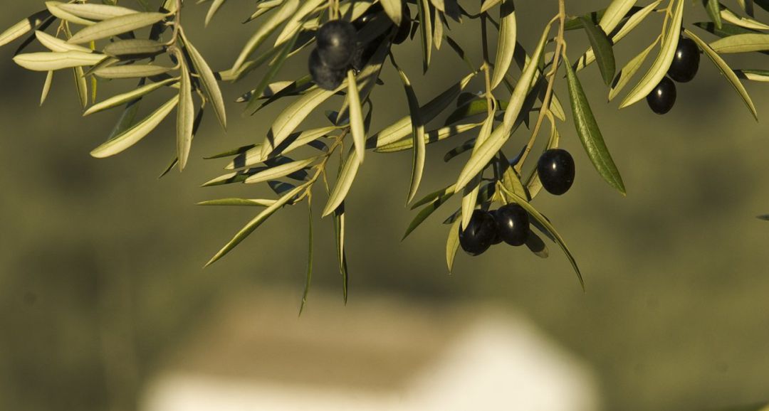 Aceitunas Aceitunas