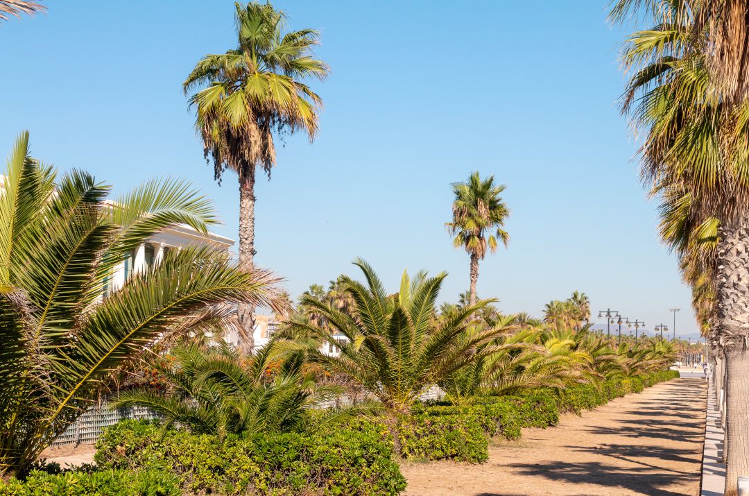 El paseo marítimo de València está dentro del Plan Especial del Cabanyal cuya tramitación ha paralizado el Gobierno central El paseo marítimo de València está dentro del Plan Especial del Cabanyal cuya tramitación ha paralizado el Gobierno central