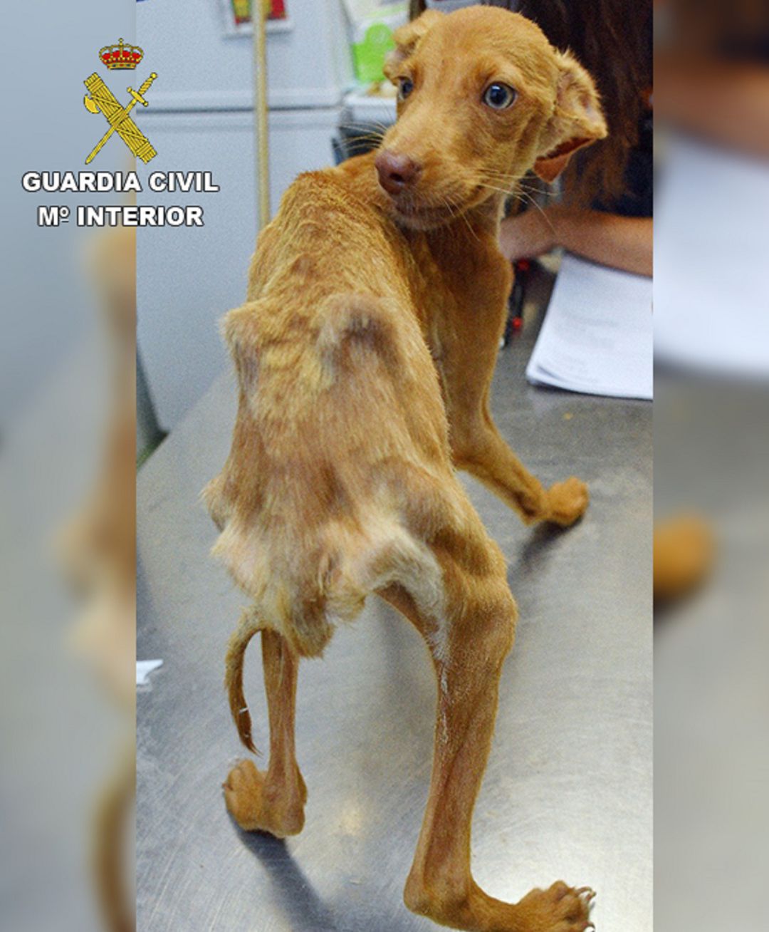 Uno de los perros con síntomas de desnutrición encontrados en la finca Uno de los perros con síntomas de desnutrición encontrados en la finca