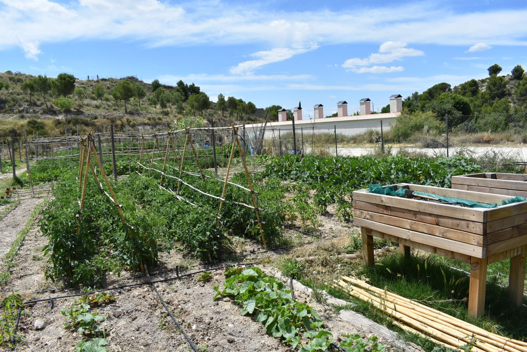 Finca Ferrusa donde están instalados los huertos urbanos de Petrer Finca Ferrusa donde están instalados los huertos urbanos de Petrer