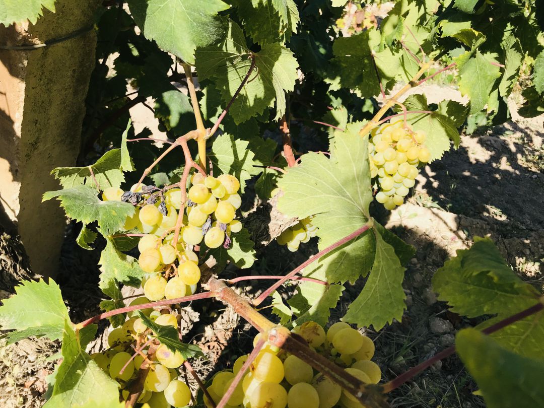 Uva de Teulada. Uva de Teulada.