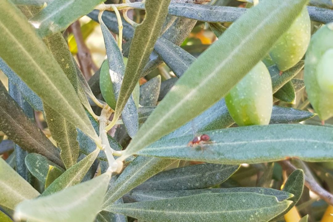 Ya se observa las mosca del olivo en los olivares de Sierra Mágina Ya se observa las mosca del olivo en los olivares de Sierra Mágina