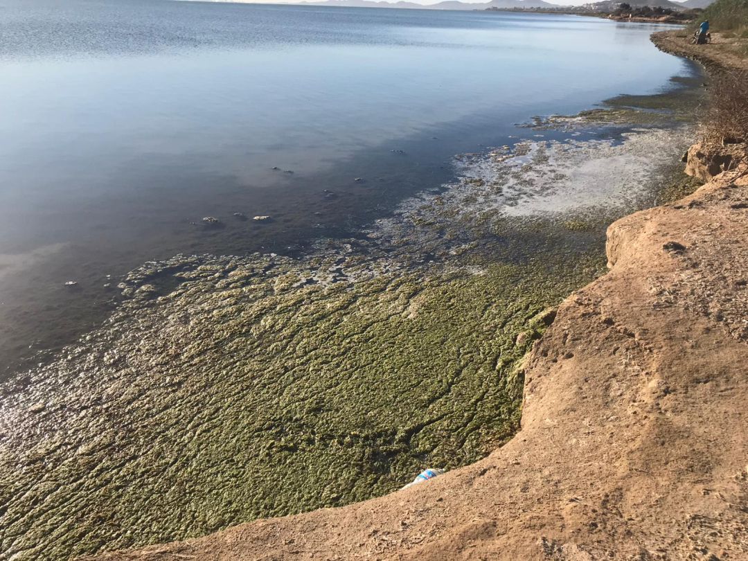 Degradación del Mar Menor a causa de los vertidos que llegan por la rambla del Albujón Degradación del Mar Menor a causa de los vertidos que llegan por la rambla del Albujón