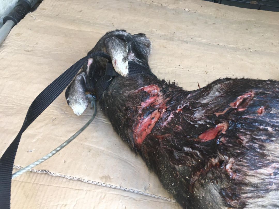 El animal fue encontrado en este lamentable estado aún con vida aunque falleció poco después El animal fue encontrado en este lamentable estado aún con vida aunque falleció poco después