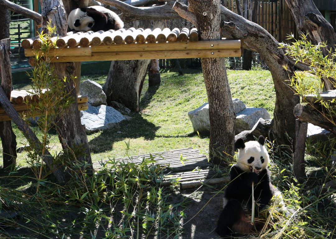 Uno de los pandas del Zoo de Madrid en una imagen del archivo. Uno de los pandas del Zoo de Madrid en una imagen del archivo.