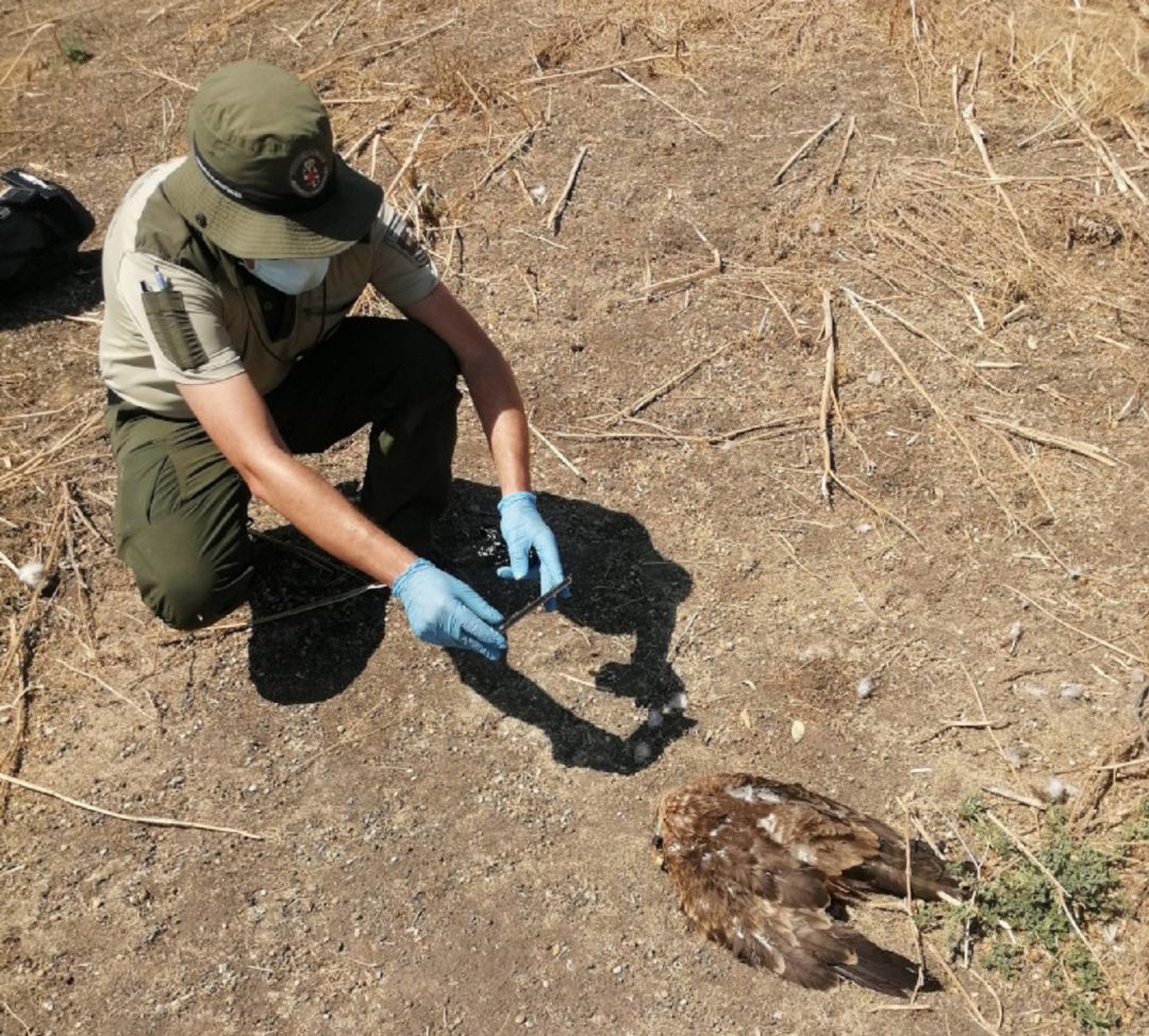 Un agente forestal documenta el hallazgo de uno de los cadáveres de milano negro encontrado en la zona de Perales del Río en Getafe el pasado día 6 de agosto. Un agente forestal documenta el hallazgo de uno de los cadáveres de milano negro encontrado en la zona de Perales del Río en Getafe el pasado día 6 de agosto.