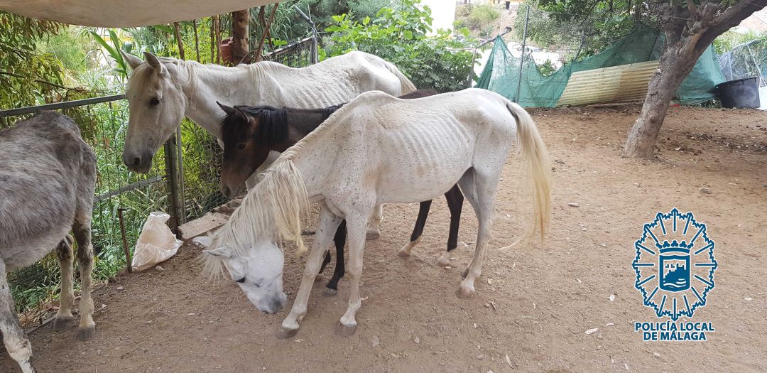 Estado en el que se encontraban los animales en la cuadra en la barriada de Las Virreinas Estado en el que se encontraban los animales en la cuadra en la barriada de Las Virreinas