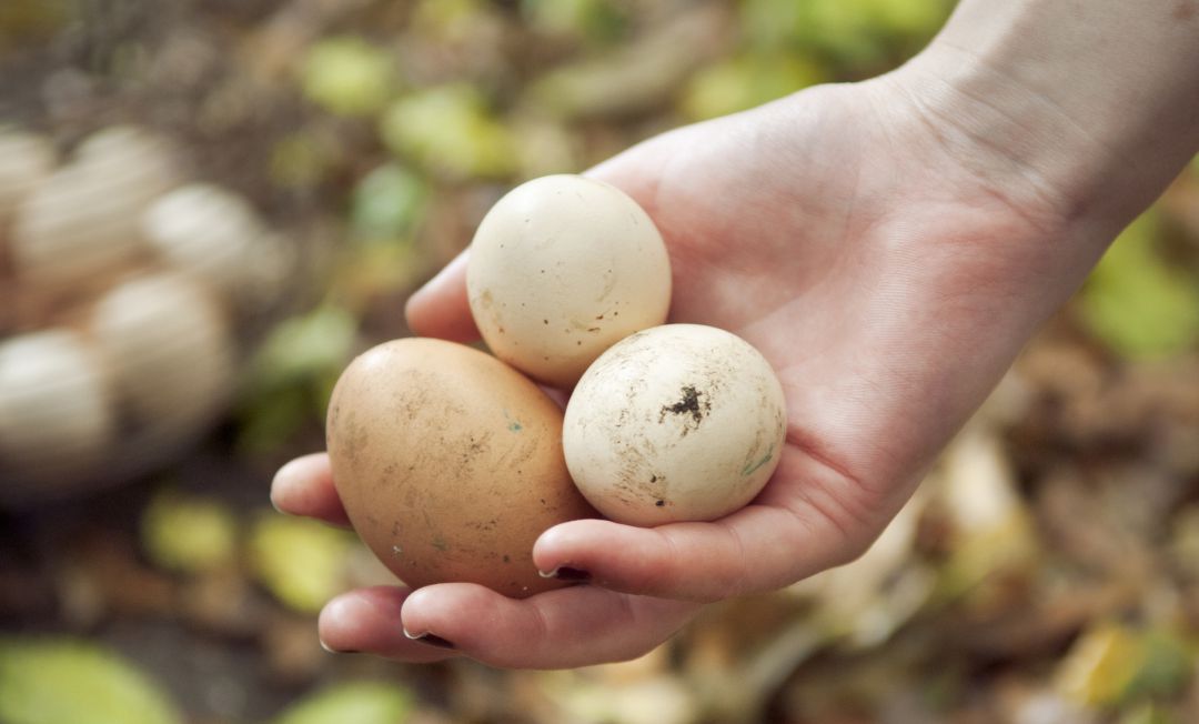 Estas son las razones por las que no debes lavar los huevos. Estas son las razones por las que no debes lavar los huevos.