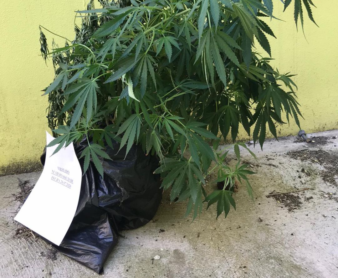 Planta de gran porte que llevaba el joven en el momento de su detención. Planta de gran porte que llevaba el joven en el momento de su detención.