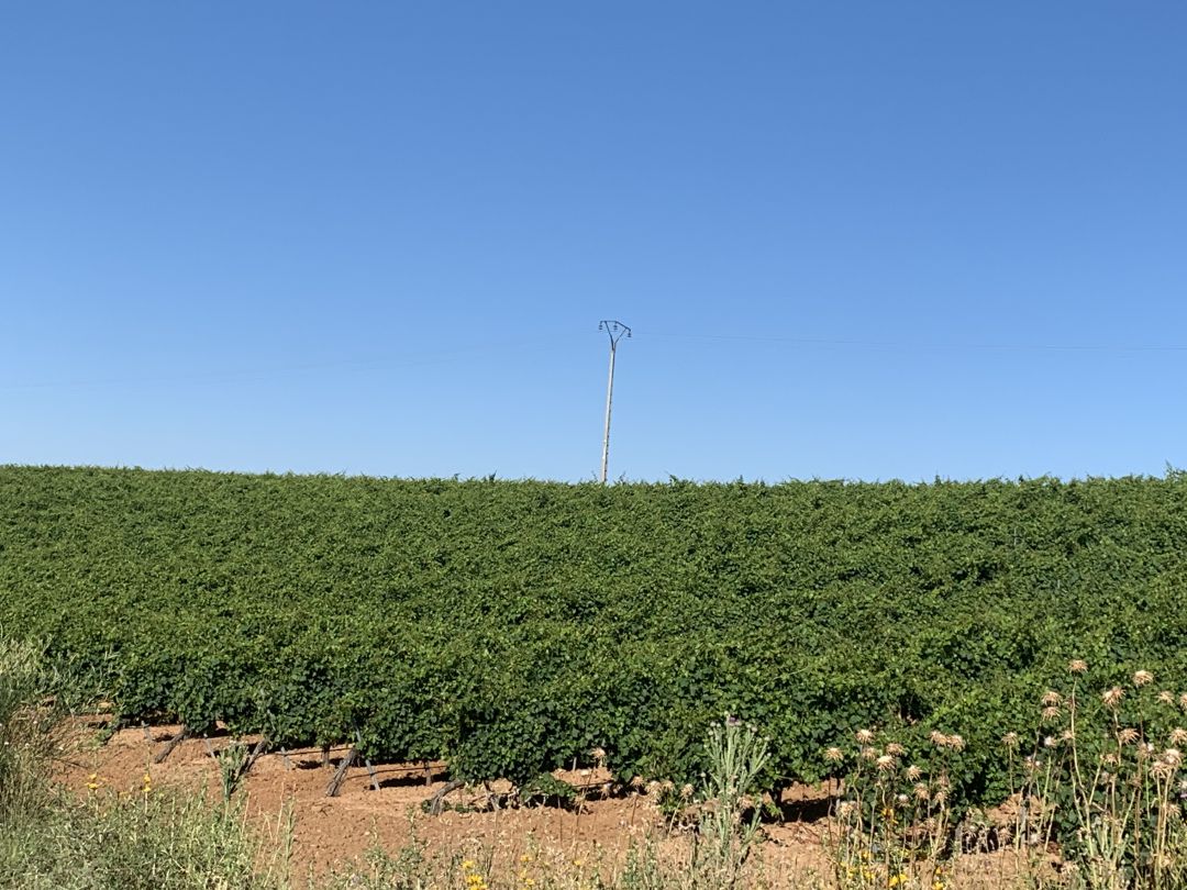 Los viñedos de Rueda pronto se quedarán sin uva porque ya ha comenzado la vendimia Los viñedos de Rueda pronto se quedarán sin uva porque ya ha comenzado la vendimia
