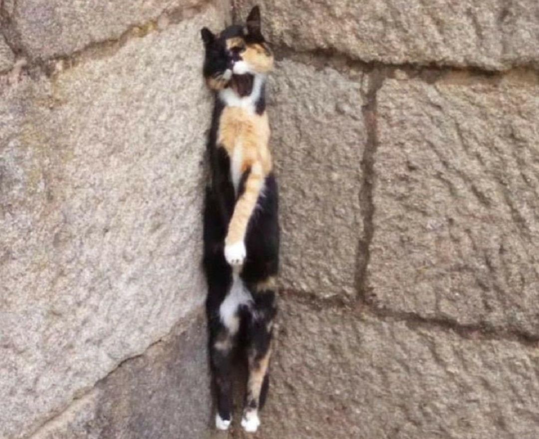 El cadáver del animal fue encontrado por un vecino El cadáver del animal fue encontrado por un vecino