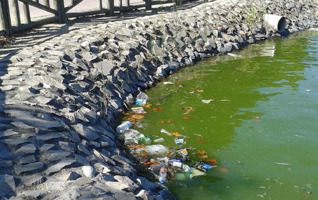 Imagen de la situación del lago del parque Alhóndiga Sector III que ha facilitado la formación morada. Imagen de la situación del lago del parque Alhóndiga Sector III que ha facilitado la formación morada.