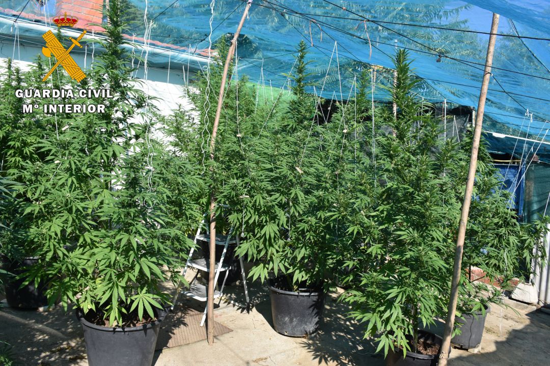 Las plantas se encontraban en una finca propiedad de los dos detenidos Las plantas se encontraban en una finca propiedad de los dos detenidos