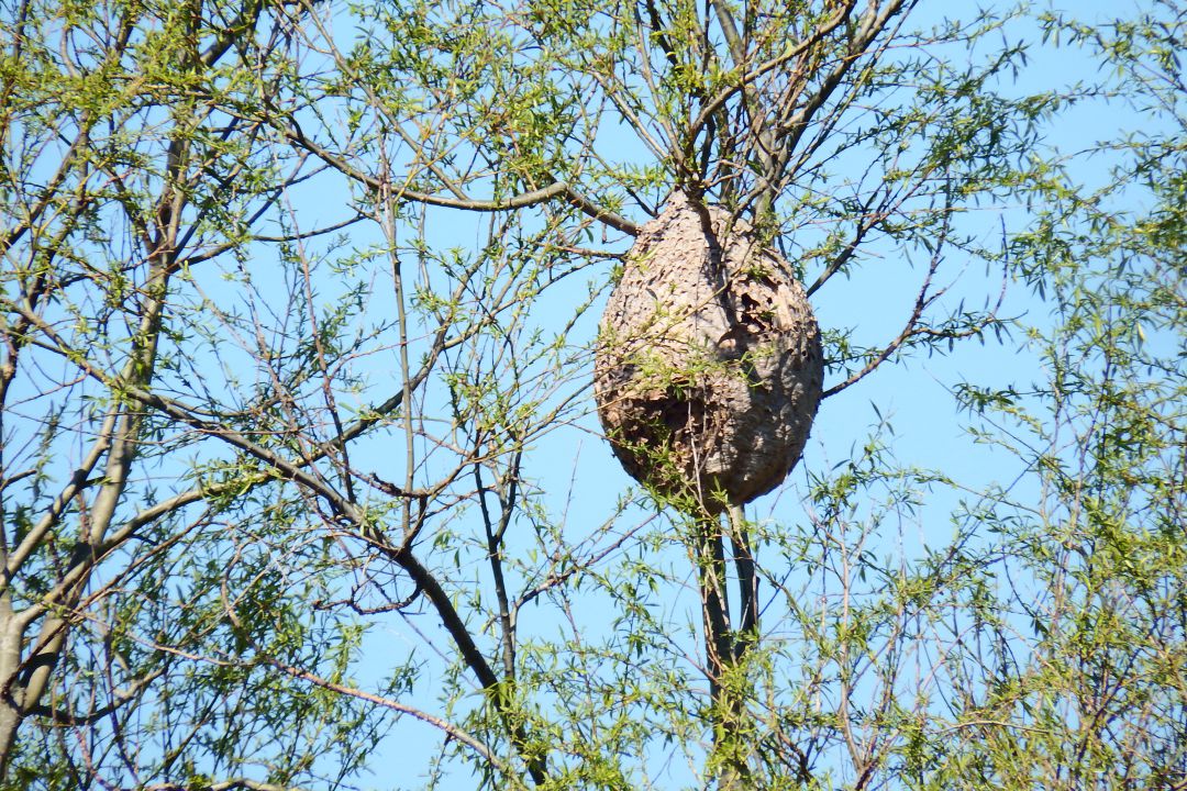 Nido de avispa asiática en un árbol. Nido de avispa asiática en un árbol.