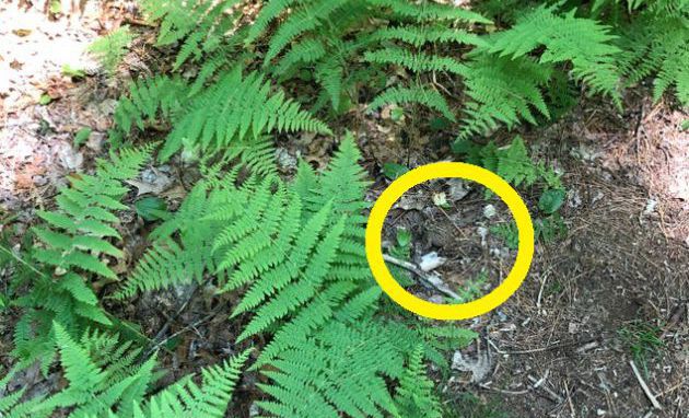 El sapo estaba escondido junto al helecho. El sapo estaba escondido junto al helecho.