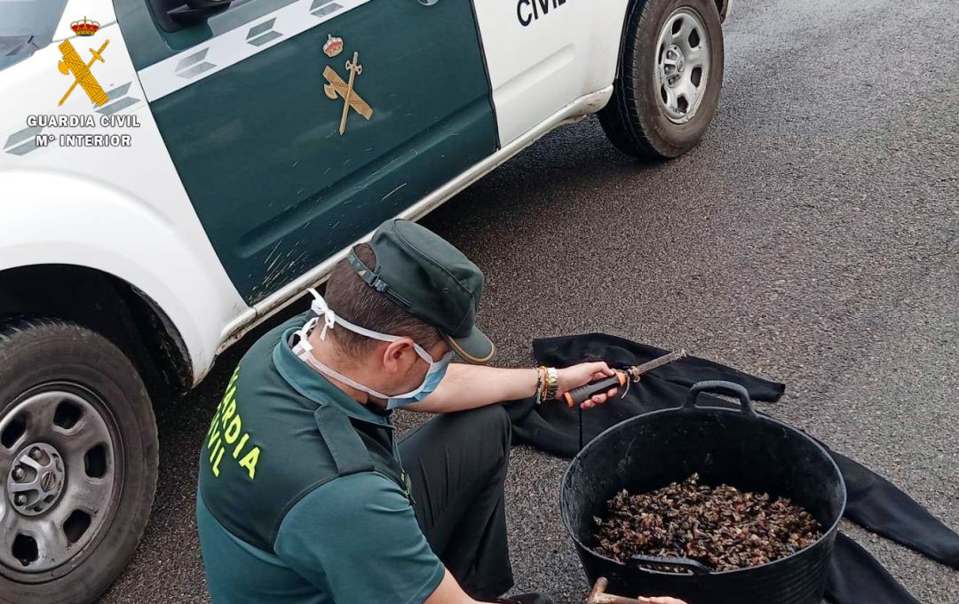Percebes intervenidos por la Guardia Civil. Percebes intervenidos por la Guardia Civil.