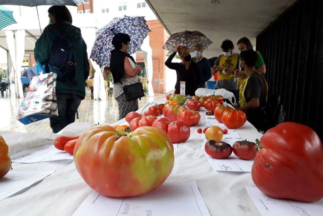 Feria Nacional del Tomate Antiguo. Feria Nacional del Tomate Antiguo.