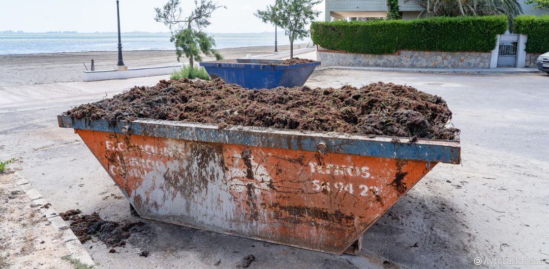 Limpieza en Los Urrutias y Punta Brava Limpieza en Los Urrutias y Punta Brava