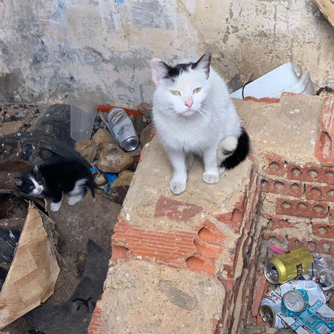 Gatos callejeros Gatos callejeros