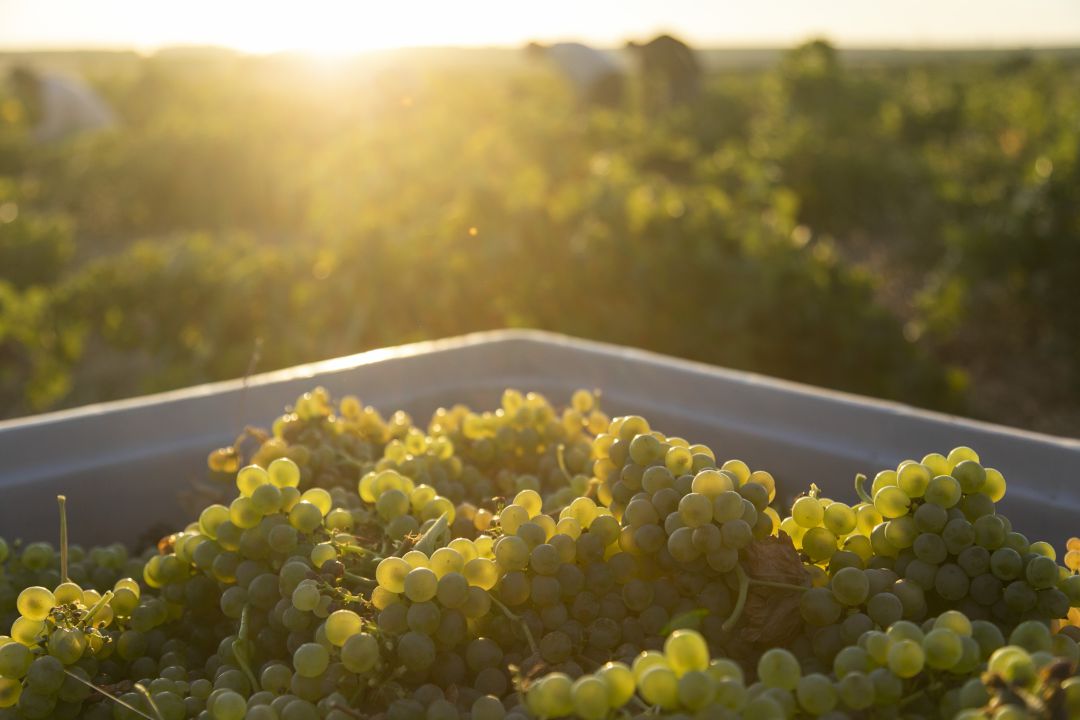 La vendimia y la Ruta del Vino de Rueda ofrecen varias propuestas a los turistas
La vendimia y la Ruta del Vino de Rueda ofrecen varias propuestas a los turistas